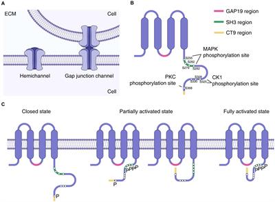 Astroglial Connexins in Neurodegenerative Diseases